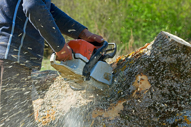 The Steps Involved in Our Tree Care Process in Frackville, PA